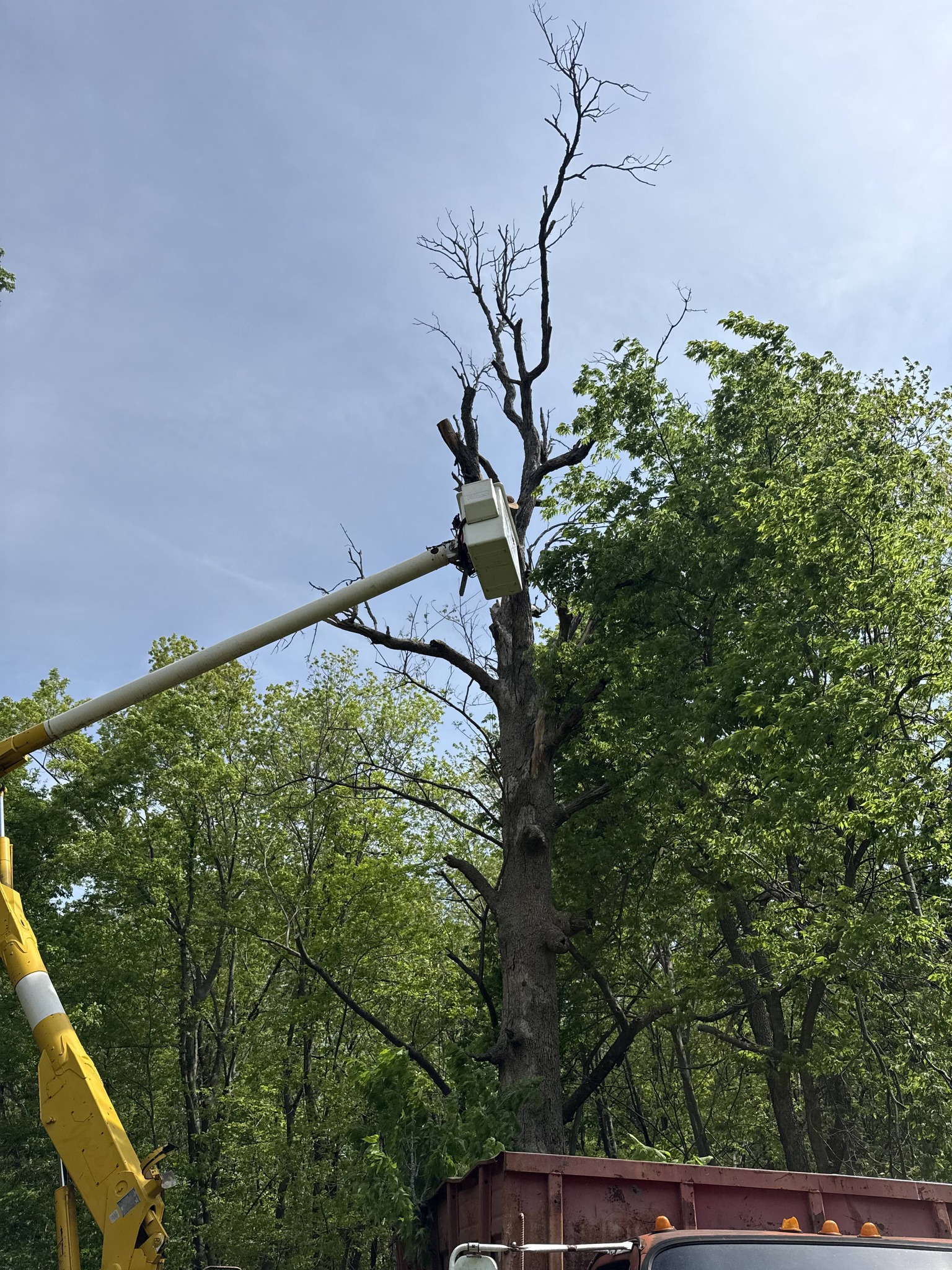 Bucket truck working on a tall hardwood