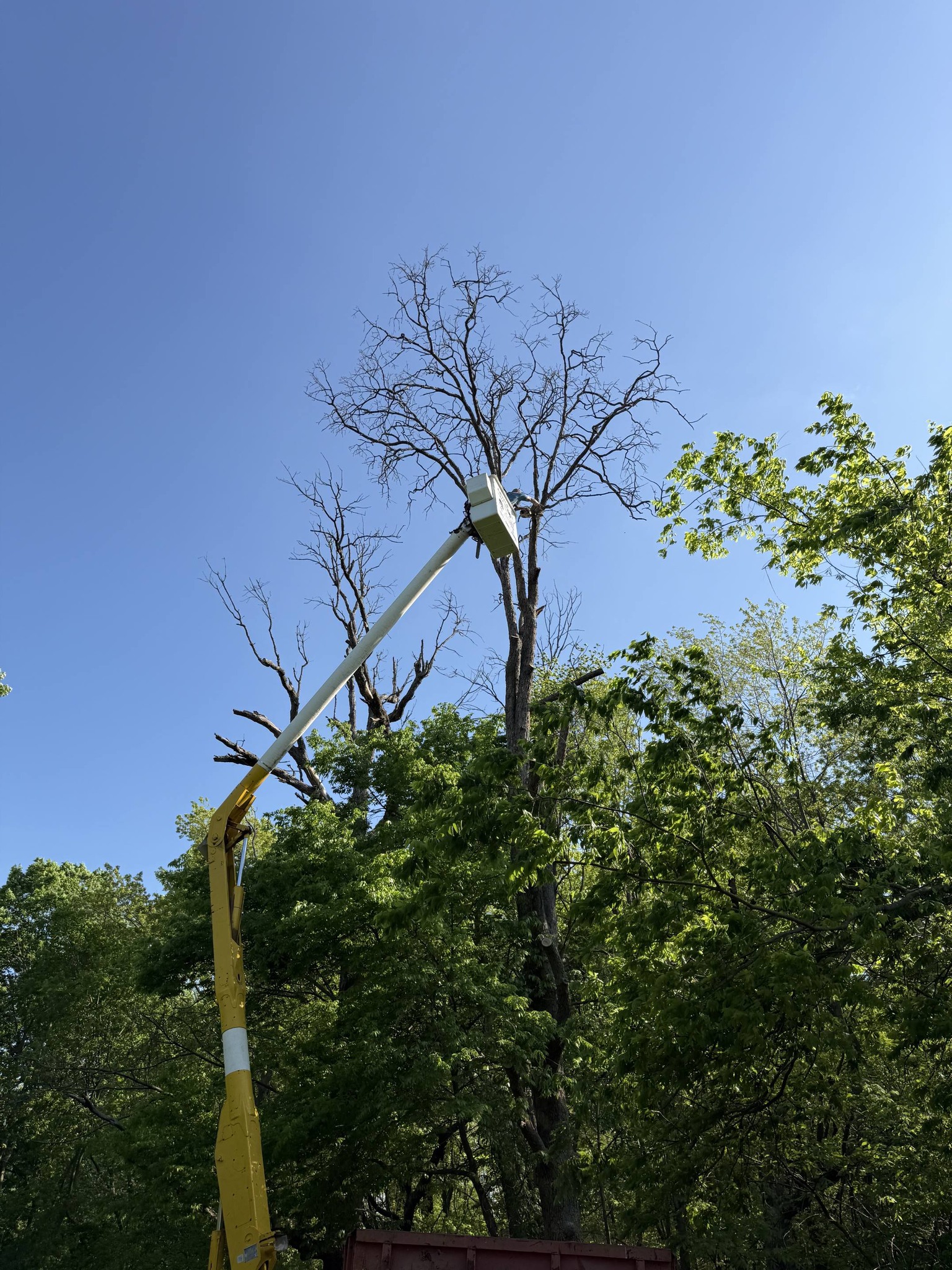 Bucket truck reaching into oak canopy