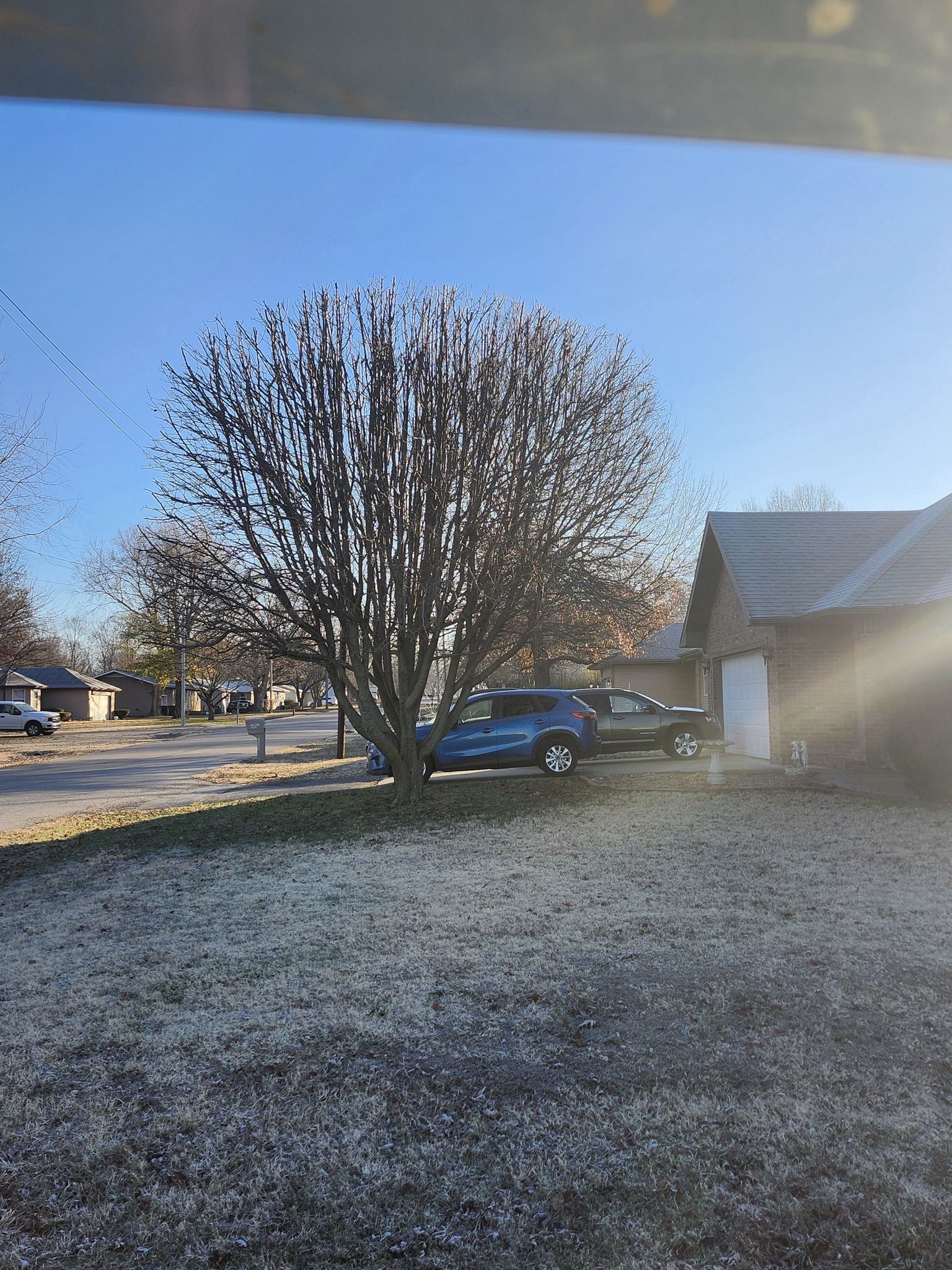 Pruned shade tree by a residence