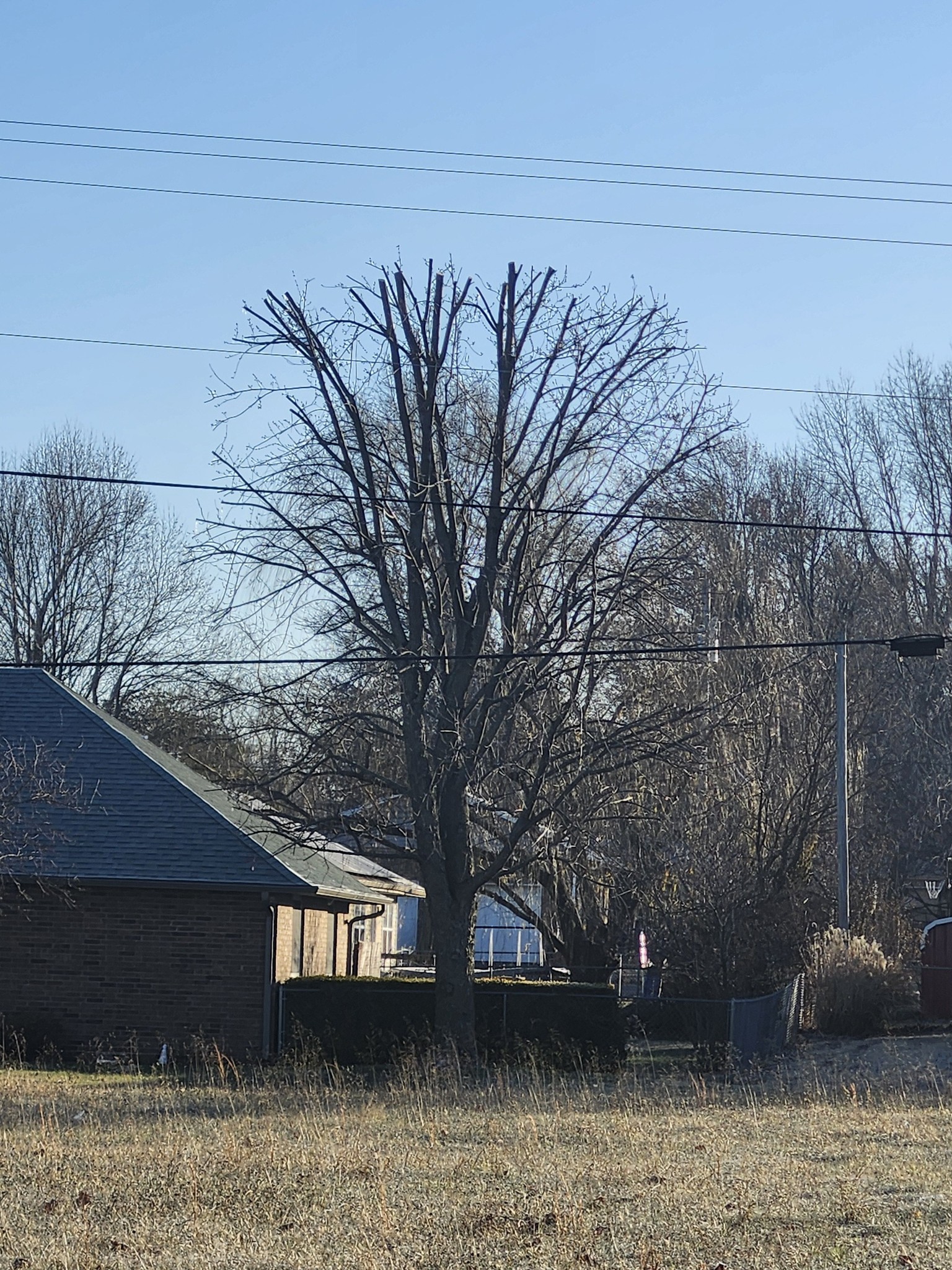 Pruned tree next to a brick home